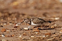 Turnstone - F